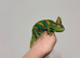 Yemen Chameleon Male at Birmingham Reptiles