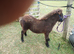 2 miniature colts