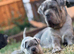 Beautiful Neapolitan masstiff puppy’s! 2 left ready to go to there forever homes now!