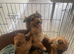 Ready to leave German spritz’s puppies