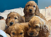 Gorgeous red cocker spaniels