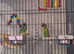 2 lovebirds