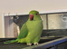 Beautiful young Indian ringnick parrot