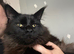 Maine Coon Cat for Sale - £600