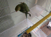 Ringneck bird