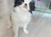 Japanese Chin puppies