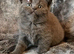 Pure Pedigree GCCF BSH