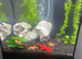 Fish tank tropical