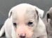 Jack Russell puppies