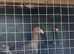 A pair of pigeons