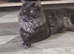 Kitten.... maine coon x ragdolls.... REDUCED PRICE