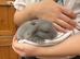 4 Pure Mini Lops Lilac & blue