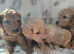 Miniature cockapoo puppies