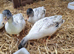 Silver Call ducklings