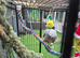 Large parot cage for sale