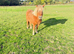 Fully registered Shetland mare