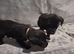 Border Terrier x Patterdale Terrier Puppies