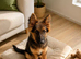 Long haired German shepherd male boy puppy