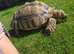 Very large Sulcata tortoise for sale