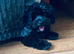 Beautiful Black Maltipoo