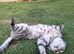 Snow bengal