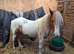 Champ cob cross Welsh