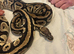 Female bull python