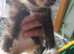 7 beautiful kittens need rehoming