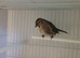 Redpolls.