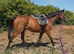 15.2 4yr old thoroughbred mare