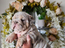 Lilac and tan merle girl English bulldog