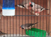 Long tale finch
