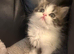 Cute Persian babies