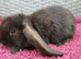 Cute French x Mini Lop Ready to Go!!!