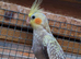 Two young cockatiels for sale in Maidstone