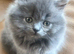 British kittens