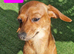Chiweenie red girl for rehoming