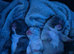 French Bulldog Pups At A Great Price | Offers Welcome | Beautiful Girls Now Available