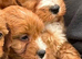 Cavapoo pups