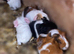 Beautiful Baby Guineapigs long and short haired