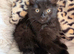 Female kittens ready now
