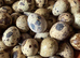 Jumbo Quail eggs for hatching