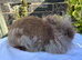 Lionhead female