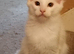 White Maine Coon Kitten