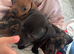 Dachshund puppies