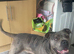Ada Merle bandog