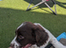 English springer spaniel puppy