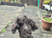 Cockapoo for sale