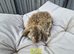 Stunning French lops for sale