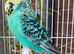 Various budgies for sale